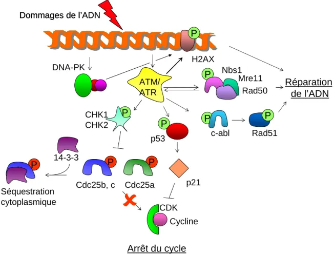 Figure 5 : Dommages de l’ADN et arrêt du cycle cellulaire par inhibition des complexes  CDK-Cycline