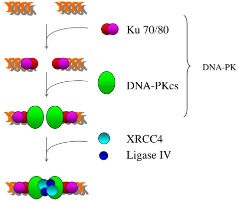 Figure  6 :  Réparation  de  cassures  double  brin  de  l’ADN  par  jonction  d’extrémités  non  homologues (NHEJ)