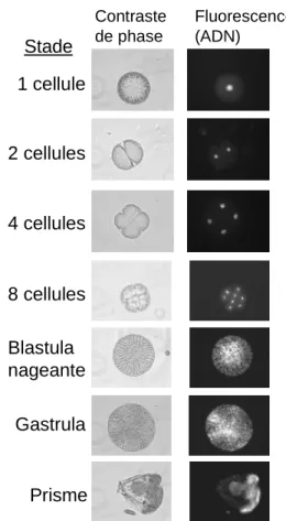 Figure 16 : Stades de développement de l’embryon d’oursin. 