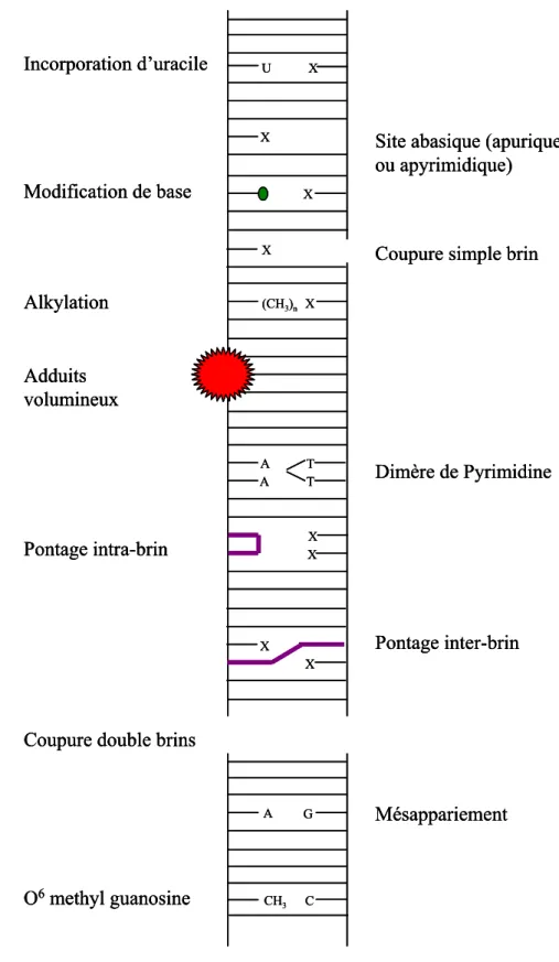 Figure 4: Les principaux types de lésions de l’ADN