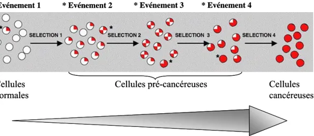 Figure 8: Le processus de cancérisation (modèle de Vogelstein)