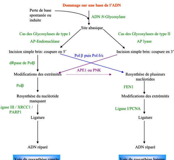 Figure 10: Les différentes étapes de la BER