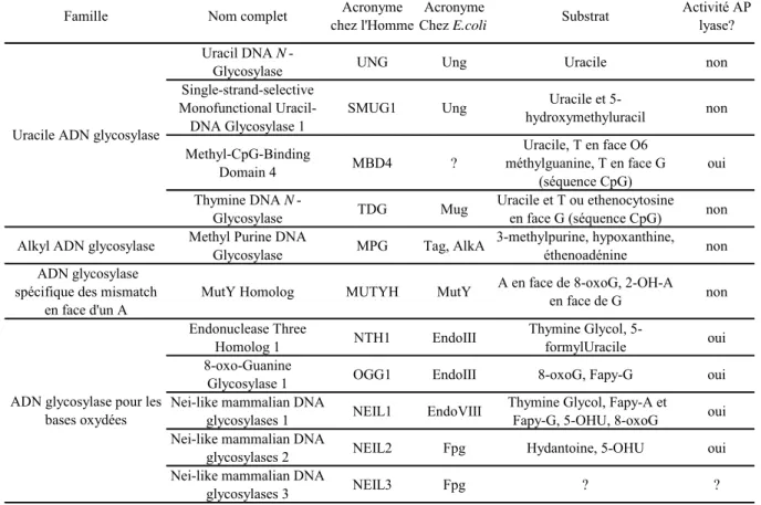 Tableau 1 : Les différentes ADN N-glycosylases humaines  Adapté de (Friedberg et al., 2006; Hegde et al., 2008) 