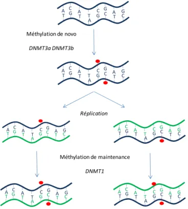 Figure 6 : La méthylation de l’ADN : de novo ou de maintenance. L’ADN peut être méthylé de  novo (rond rouge), c'est-à-dire en absence de méthylation de l’ADN préexistante, par DNMT3a et DNMT3b