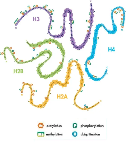 Figure 9 : Carte des principales modifications des histones (d’après Upstate.com) 
