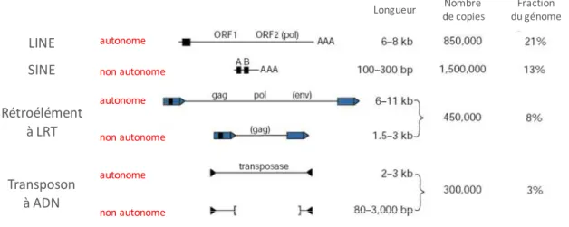 Figure  27 :  Les  différentes  classes  de  séquences  répétées  dispersées  dans  le  génome  humain (d’après (Lander, Linton et al