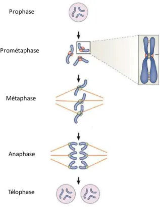 Figure  30 :  Mitose  et  attachement  des  chromosomes  au  fuseau  de  microtubules  (rouge)(d’après(Musacchio and Salmon 2007)