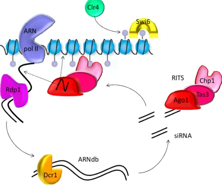 Figure 41 : Modèle de mise en place de l’hétérochromatine chez S.pombe (d’après (Ekwall  2007))  L’ARN  polymérase  II  initie  la  transcription  des  PCT  de  S.pombe  pour  générer un  ARN  précurseur