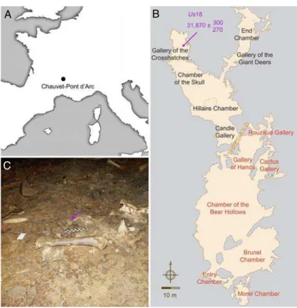 Fig. 1. Bear bone sample and archaeological context. (A) Geographical localization of the Chauvet-Pont d’Arc Cave