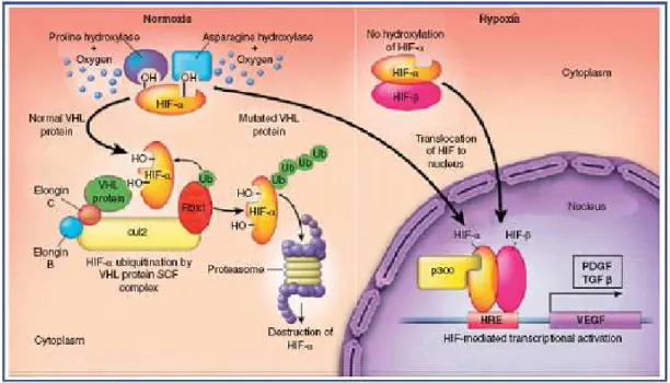 Figure  1.  Mécanismes  impliqués  dans  l’accumulation  d’HIF.  (Mejean  A.,  Lebret  T