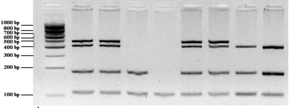 Figure 6.  Tailles des différentes bandes d’ADN standard sur gel d’agarose. 