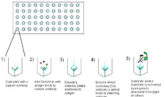 Figure 9. Technique ELISA en sandwich. 