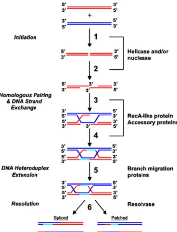 Figure 4: Recombinaison homologue chez E. coli (Bianco, et al. 1998). 