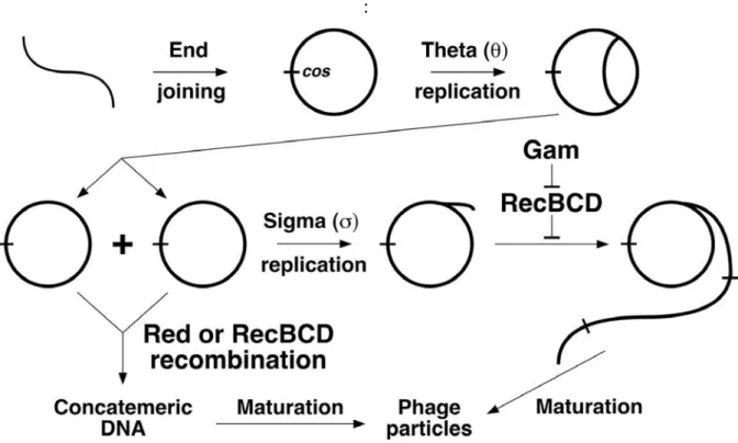 Figure 9: Réplication et recombinaison du phage Lambda (Smith 1983; Smith 2012). 