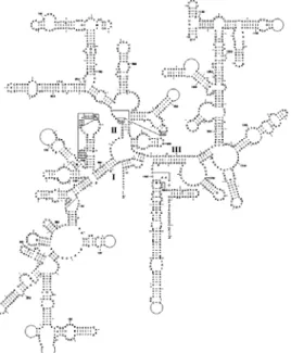 Figure 3.1: Structure secondaire de l