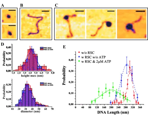FIG. 3: AFM images of RSC complex on linear DNA molecules. A) Images of isolated RSC complexes on a mica surface