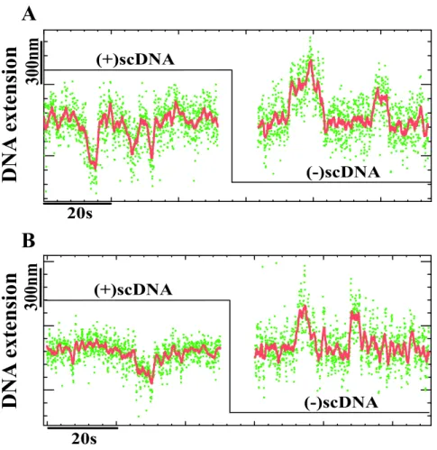 FIG. 8: Transient DNA topology changes associated with the human SWI/SNF ATPase: (A)BRG1 and (B) hBRM