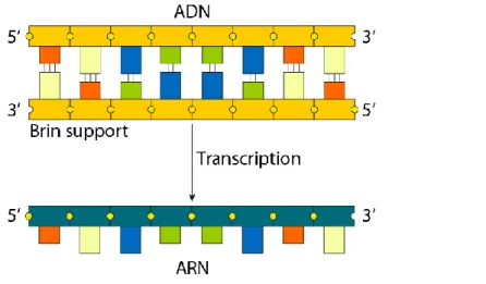 Figure  1.3 :  La  transcription  de  l’ADN  donne  une  molécule  d’ARN  simple  brin  complémentaire du brin support