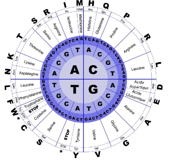 Figure 1.6 : Illustré des codons correspondant aux AA 