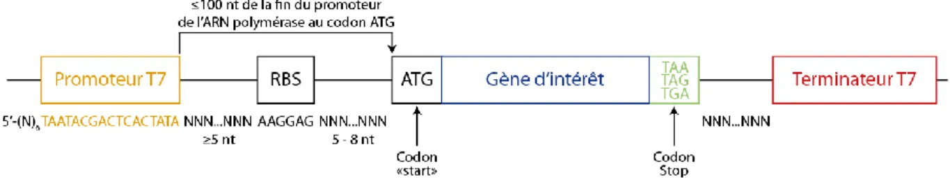 Figure 2.8 : Plan de construction d’une séquence d’expression compatible avec les ARN  polymérases  T7,  permettant  d’utiliser  le  système  CFRPS  PURExpress®  pour  la  production in vitro d’une protéine d’intérêt
