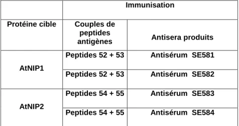 Tableau 9: antisera produits chez des lapins, dressés contre des peptides des protéines AtNIP1 et AtNIP2 