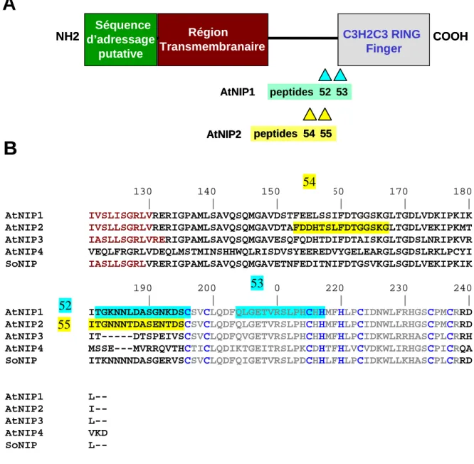 Figure 15 : Position des peptides antigènes correspondant aux protéines AtNIP1 et AtNIP2 