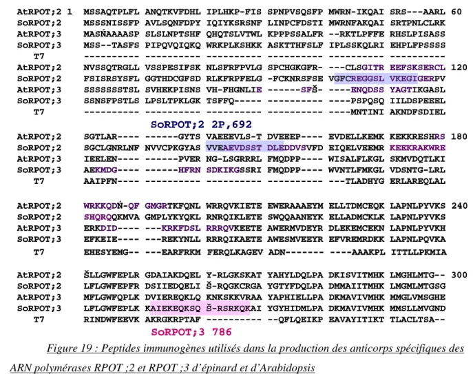 Figure 19 : Peptides immunogènes utilisés dans la production des anticorps spécifiques des  ARN polymérases RPOT ;2 et RPOT ;3 d’épinard et d’Arabidopsis  