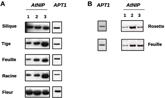 Figure 22 : Profil d’accumulation des transcrits AtNIP dans différents organes d’A. thaliana