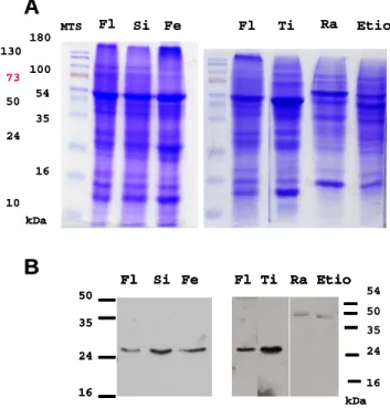 Figure  23:  Expression  des  protéines  NIP  reconnues  par  l’antisérum  SE582  dans    divers  organes  de  la  plante  d’A