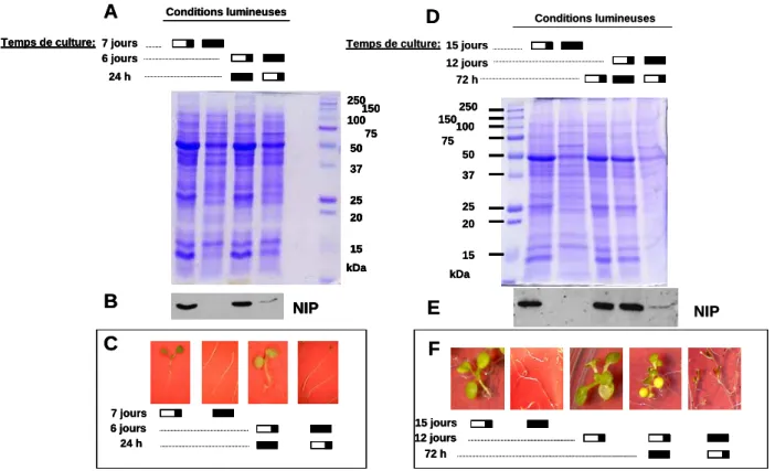 Figure  27 :  Profil  d’accumulation  des  protéines  AtNIP  dans  des  plantules  cultivées  avec  des  conditions  d’éclairement variables 