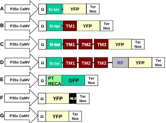 Figure 28 : Cartes des constructions hybrides AtNIP ::eYFP produites  