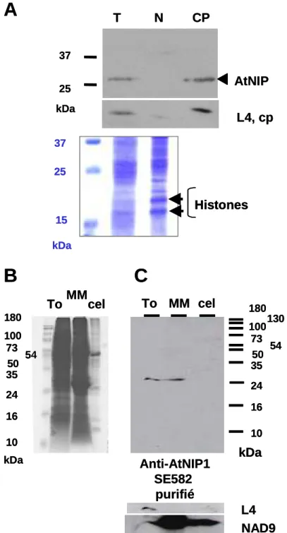 Figure 31 : Immunolocalisation subcellulaire des protéines NIP chez A. thaliana 