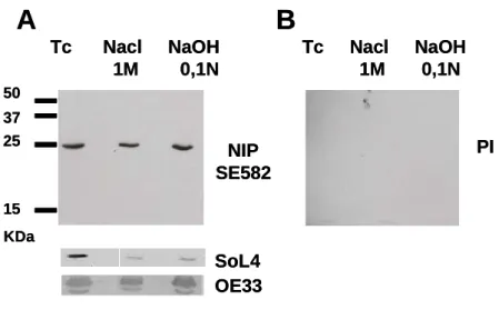 Figure 35 : Analyse de la topologie des protéines NIP dans les membranes thylacoïdiennes (Tc) d’épinard   A : Immunodétection des protéines NIP d’épinard obtenue avec le sérum SE582 (dilution 1/3000), dans des membranes thylacoïdiennes (Tc,  20 µg) lavées 