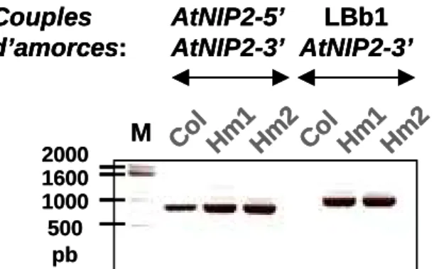 Figure 51 : Détection des transcrits AtNIP2 chez les plantes homozygotes  par RT-PCR 