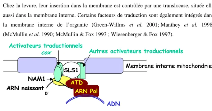 Figure  59 :  0rganisation    de  l’expression  du  génome  mitochondrial  autour  de  la  membrane  interne  chez  S