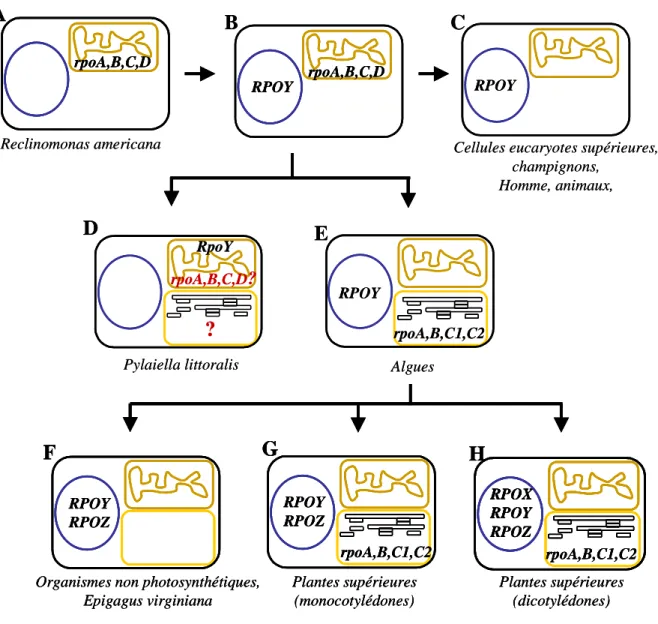 Figure  2 :  Evolution  des  appareils  transcriptionnels  des  organites,  soulignant  le  remplacement  progressif  de  l’ARN polymerase d’origine endosymbiotique par une ARN polymérase de type phagique chez les eucaryotes