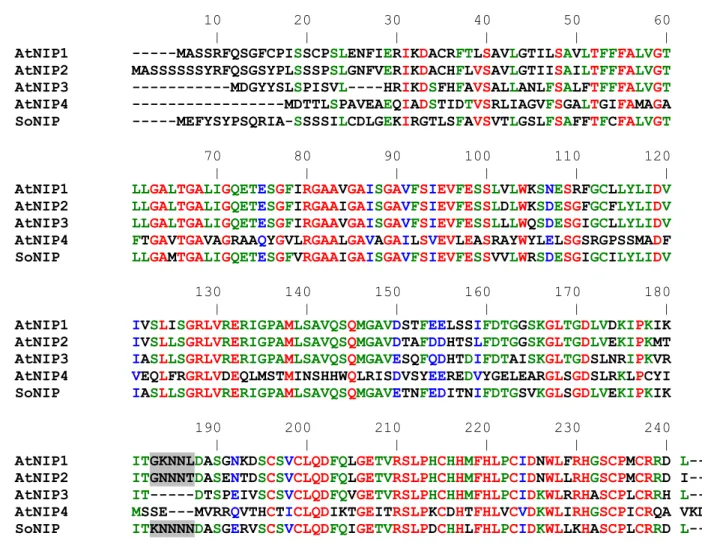 Figure 11: Comparaison des séquences primaires des protéines NIP d’Arabidopsis et d’épinard