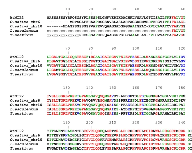Figure 12 : Comparaison des séquences primaires déduites de certaines EST orthologues NIP avec la protéine AtNIP2 .