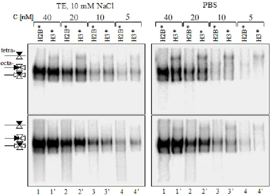 Fig. 4.21  EMSA de nucléosomes reconstitués dans deux tampons diérents, étude de l