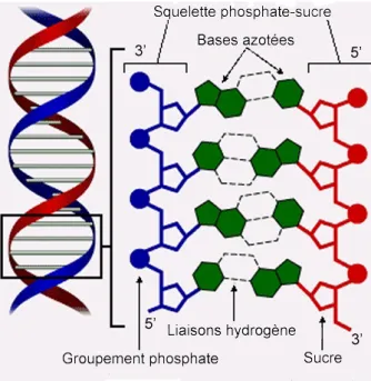 Fig. 1.3  Schéma de la structure de l'ADN. A gauche, vue de côté de la structure B de l'ADN