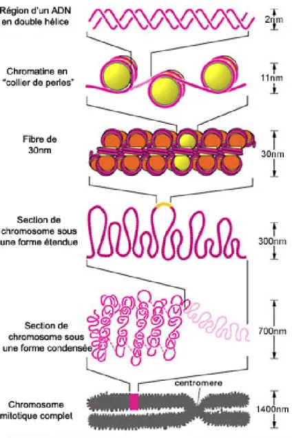 Fig. 1.5  Compaction de l'ADN : structure hiérarchique La première étape consiste en l'enroulement de l'ADN autour d'une succession de cylindres protéiques (en jaune) appelés octamères d'histones