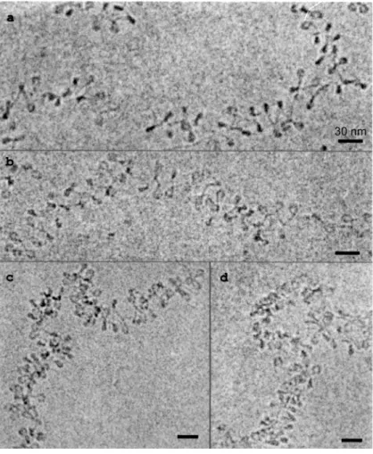 Fig. 1.14  Repliement de la bre de chromatine avec la concentration en sels mo- mo-novalents