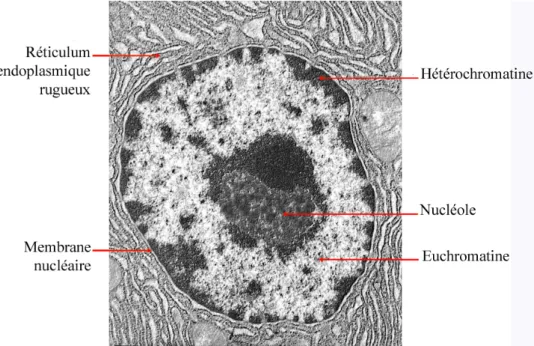 Fig. 1  Image en microscopie électronique du noyau d'une cellule eucaryote.