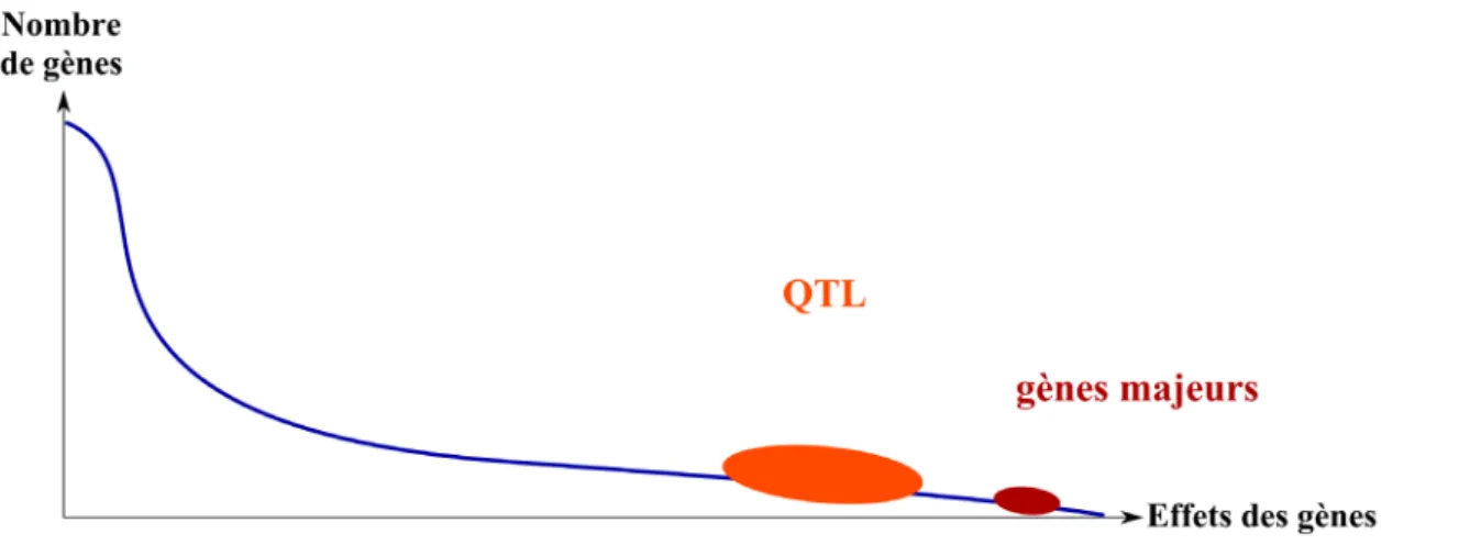 Figure 15: Représentation de l’importance relative du nombre de gènes en fonction de leurs effets et de la  situation des QTL par rapport aux gènes majeurs