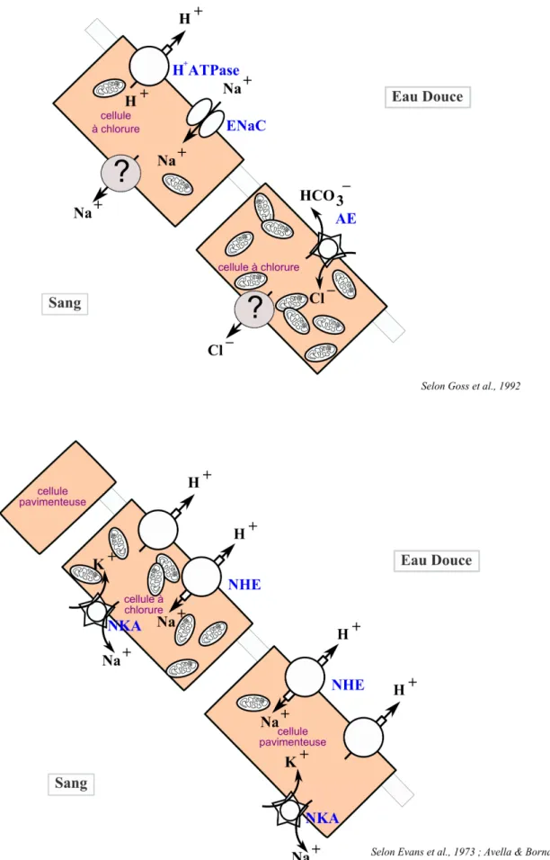Figure 8: Les deux mécanismes proposés pour expliquer l’absorption d'ion dans l'épithélium branchial de  truite arc-en-ciel placée en eau douce
