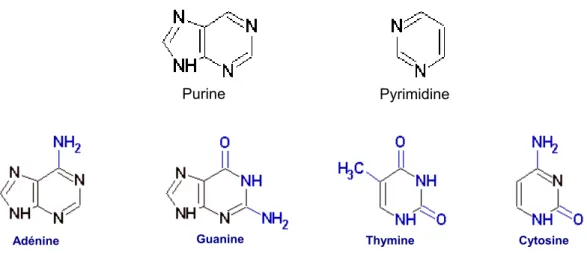 Figure 1-1 : Structure des noyaux de purine et pyrimidine ainsi que des bases azotées 