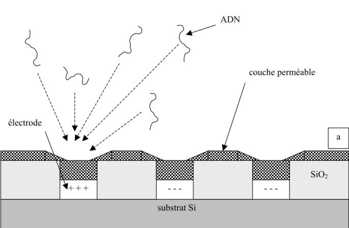 Figure 1-20a : Technique Nanogen : schématisation du fonctionnement des électrodes,  l’électrode positive attire les oligonucléotides tandis que les électrodes négatives les  repoussent