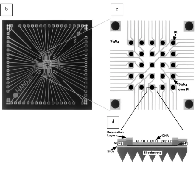 Figure 1-20b, c, d : (b) et (c) : photo et schématisation d’une puce à ADN de 25 électrodes de  Nanogen ; (c) : schématisation d’une cellule d’hybridation