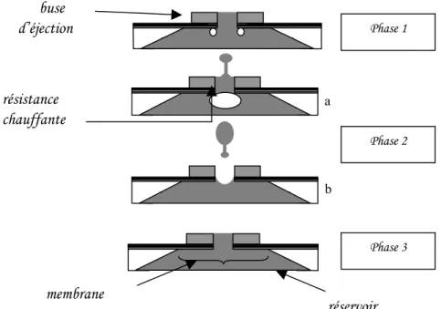 Figure 2-1 : Les différentes étapes de l’éjection. 