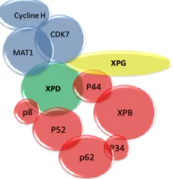 Figure 2. Le complexe TFIIH. En rouge : le cœur du complexe ; en bleu : le sous complexe CAK ; en  vert : la protéine d’ancrage XPD ; en jaune : XPG indispensable à la stabilité de l’ancrage de CAK